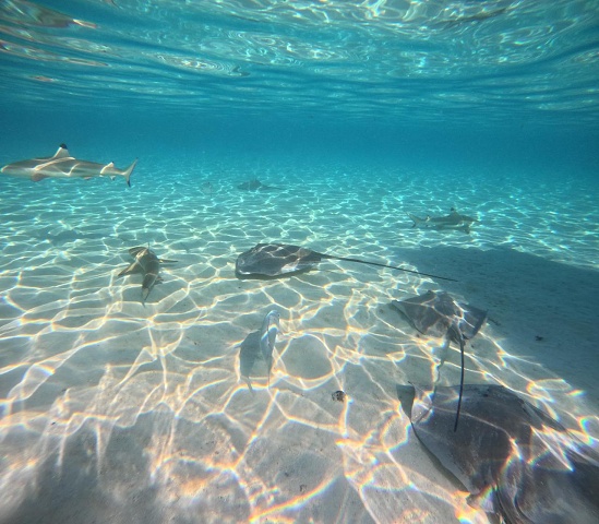 6G - Shark And Stingrays