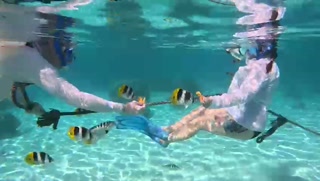 6L - Feeding Butterfly Fish.mp4
