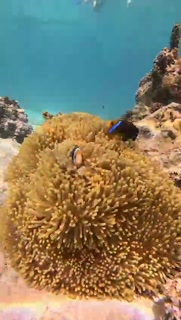 6M - Sea Anemone And Clownfish.mp4
