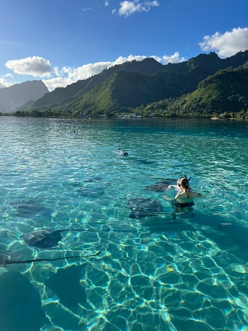 Stingrays On Moorea 2