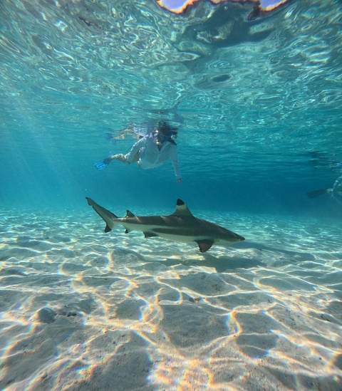Sue Ann And Shark On Moorea